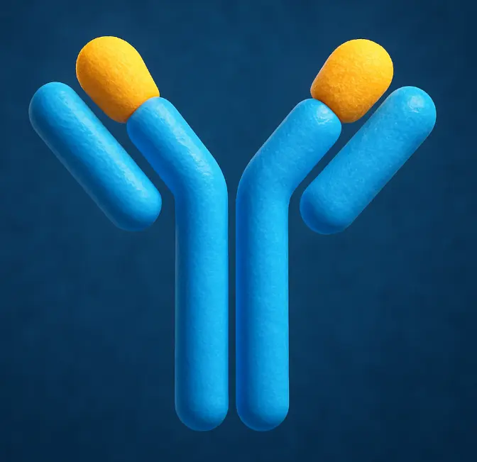 Mouse Anti-Rat IgD Antibody