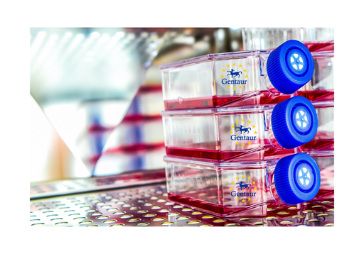 [GEN-CSI166Ra01-500k] Primary LMC Cell, Rat