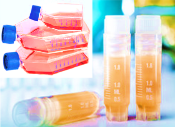 [SK-AKTIIV-125] Luciferase-Labeled Mouse Medullary Breast Cancer Cells (E0771 + LUC)