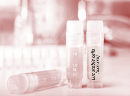 [SK-AKTIIV-136] Luciferase-Labeled MDCK (NBL-2) Cells (MDCK (NBL-2) + LUC)